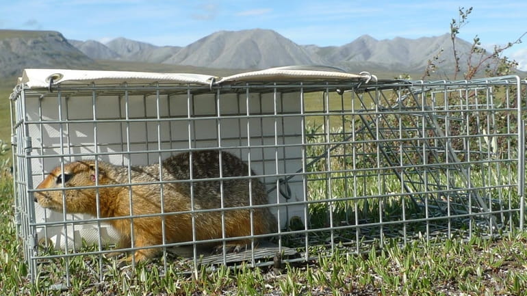 An Arctic ground squirrel caught by a research team investigating...