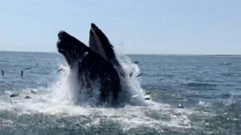 A humpback whale spotted Sunday in the Atlantic Ocean east...