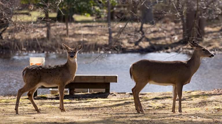 Deer are spotted at the South Shore Nature Center in...