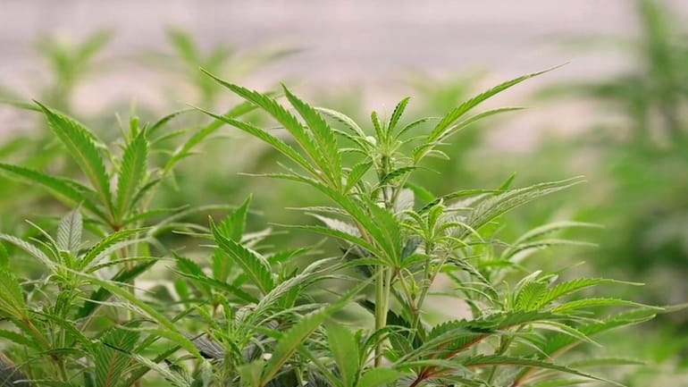 Marijuana plants in a greenhouse in 2022 in Riverhead, a...