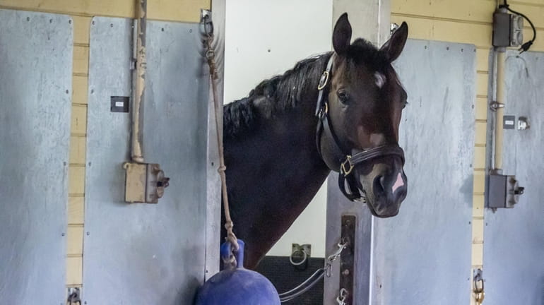 Forte in his stable after his morning workout at Belmont...