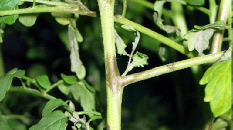 Keep an eye out for late blight of tomatoes, which...