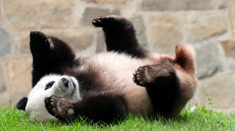 Giant panda Xiao Qi Ji plays at his enclosure at...
