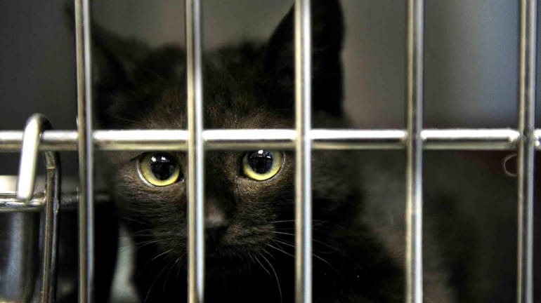 A cat in the Town of Hempstead Animal Shelter in...