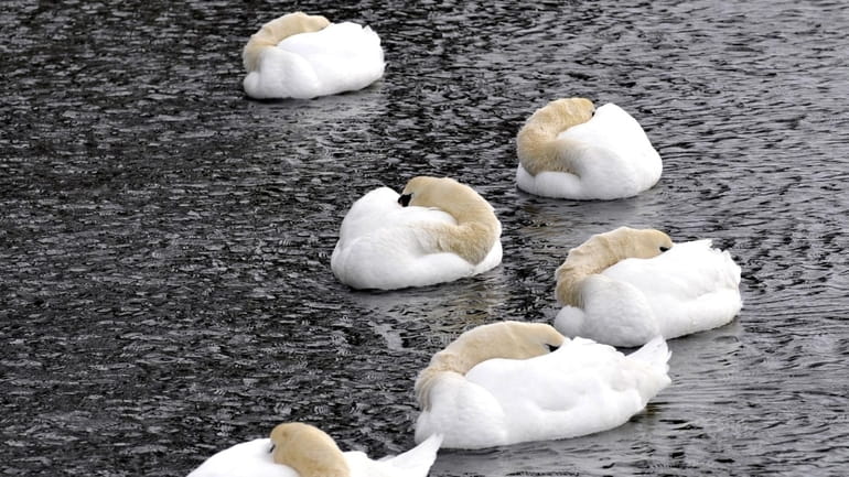 Geese curl up to keep warm as they float in...