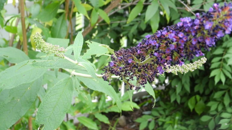 Butterfly bush should only be cut down in late winter or...