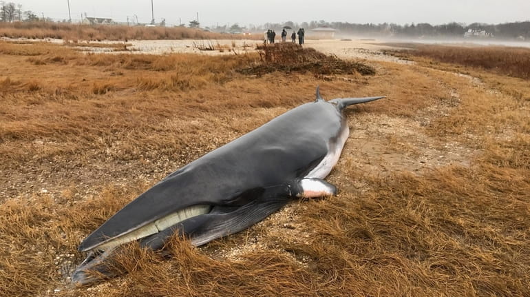 The 16-foot minke whale was thought to be about 15...