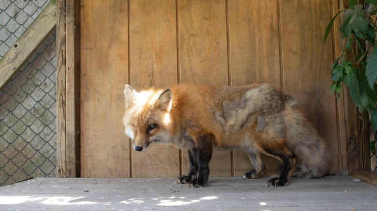An fox at Sweet Briar Nature Center in Smithtown photographed...