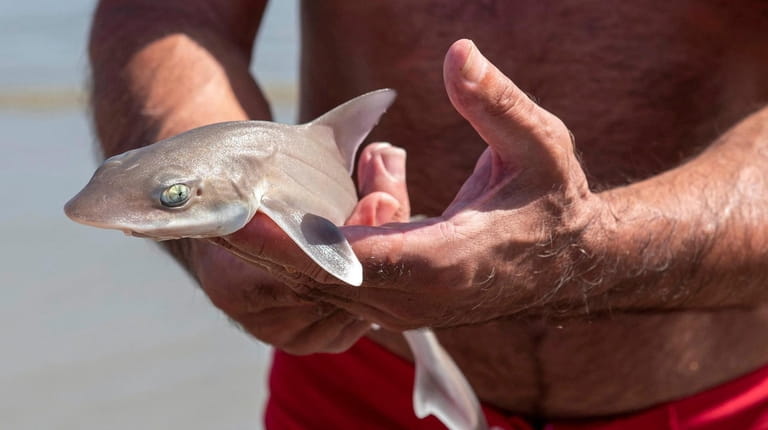 A Sand shark found in Long Beach waters on Aug. 31, 2019.