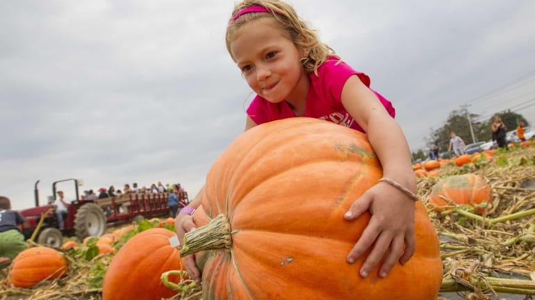 Maiya Ramos, 5, from Levittown searches for her perfect pumpkin....