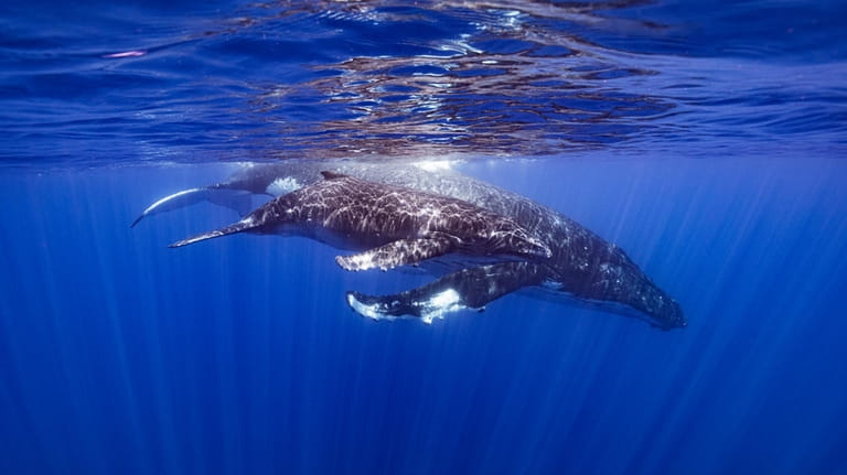 This photo provided by Samuel Lam shows a humpback whale...