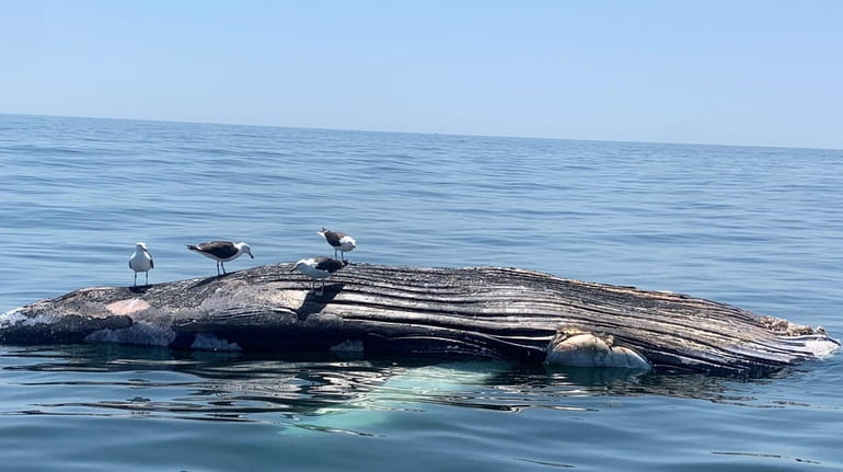 A dead humpback whale floats six miles offshore of Montauk on July...