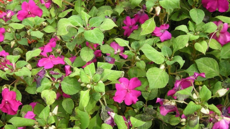 A semi-closeup of impatiens plants just starting to yellow and...