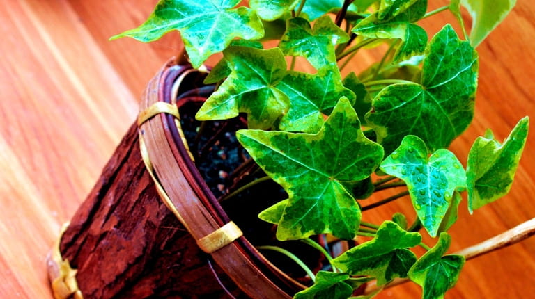 English ivy is among the best plants for removing indoor...