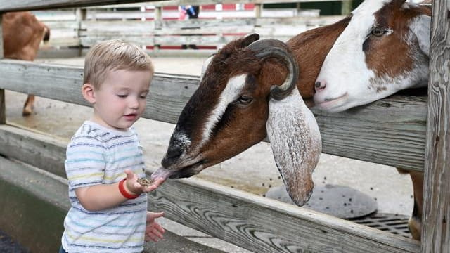 Jack Boyle, 1, of Hicksville, feeds a goat at the...
