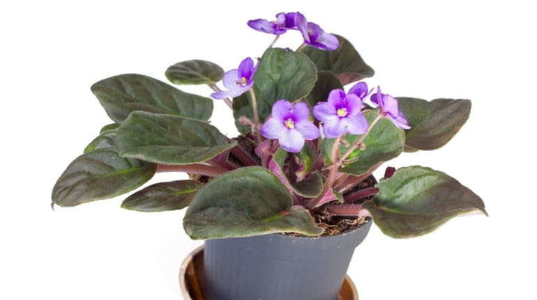 African violets are cute, but they're pretty finicky customers when...
