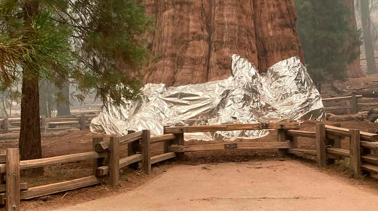 Aluminum foil wrapped around the base of the giant sequoia...