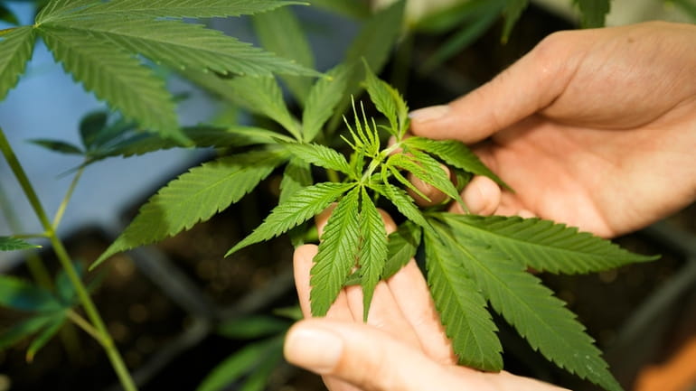 An unregulated marijuana compound has grown in popularity among high school...