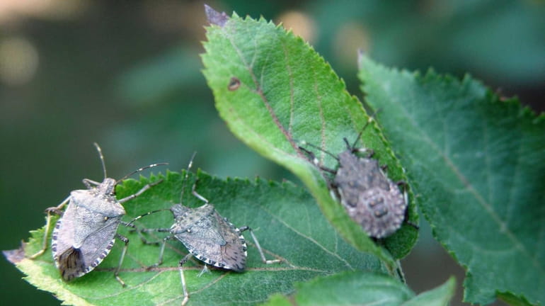 Brown marmorated stink bugs (Halyomorpha halys ) are appearing on...
