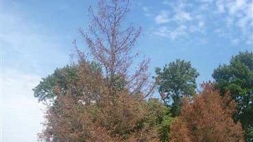 Trees at Ironwood Golf Club in central Indiana are dying...