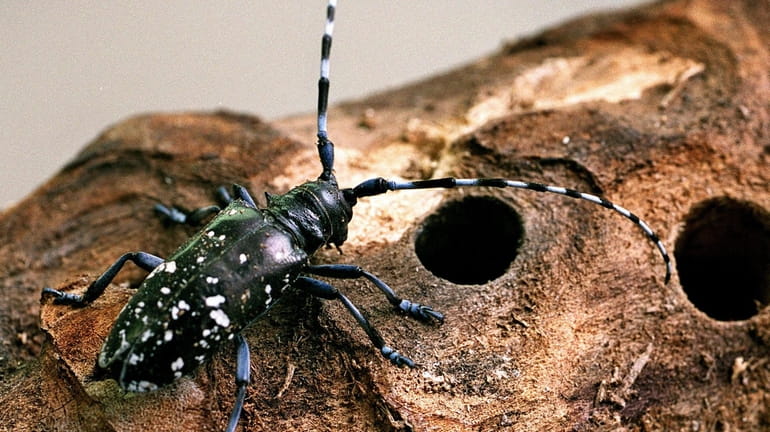 An Asian longhorned beetle.