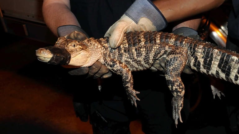 Nassau County police Emergency Service Bureau officers hold an alligator...