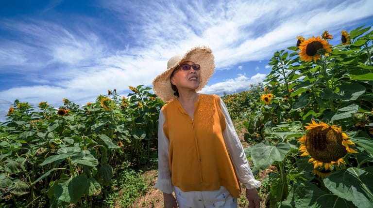 Yiran Zuo of Staten Island walks through the sunflower maze...