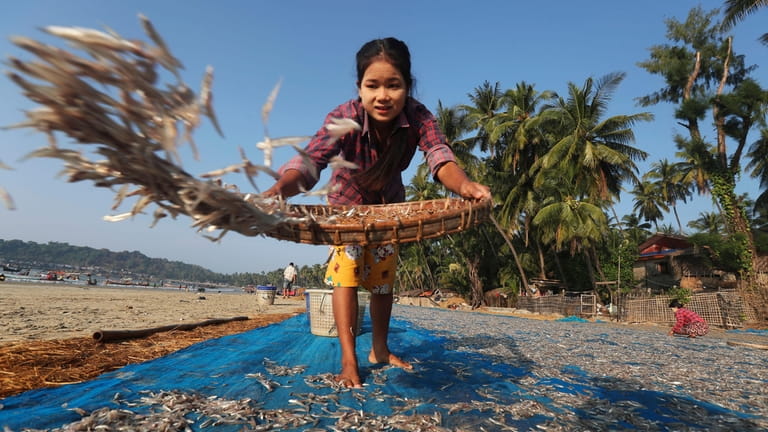 A woman spreads out fish to dry at Ngapali Beach...