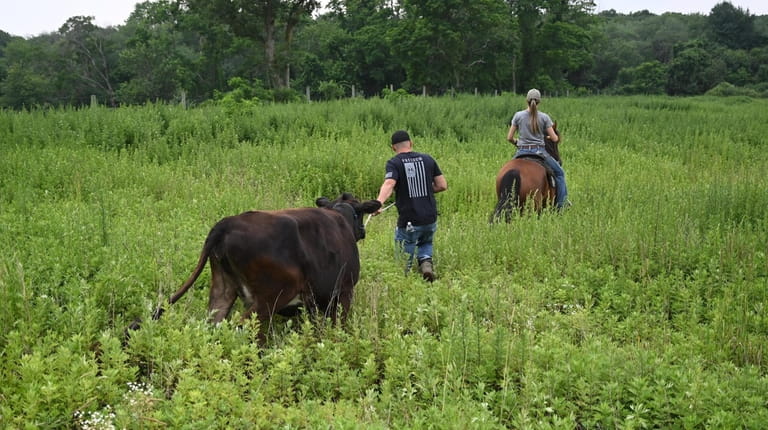 Animal rescue volunteers bring in a cow named Norma Jean to...