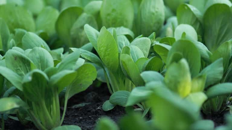 Keep soil consistently moist for spinach plants, and apply a...