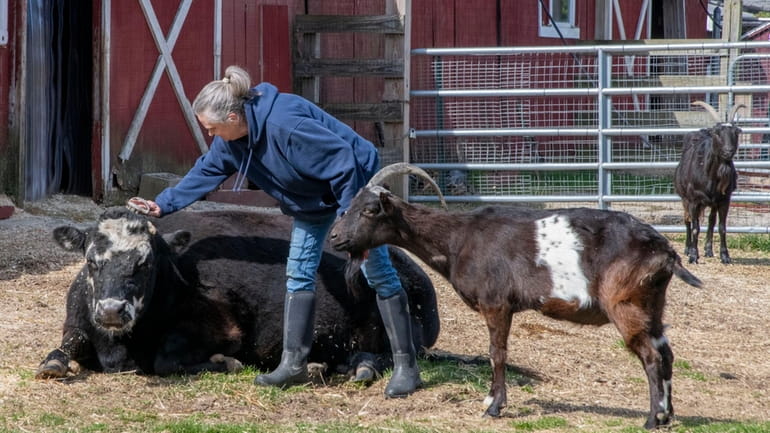 Lewis Oliver Farm volunteer Allison Whiffen brushes Annabelle the cow...
