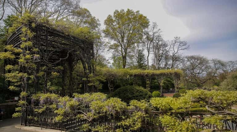 The Wisteria Pergola is one of the highlights to explore...