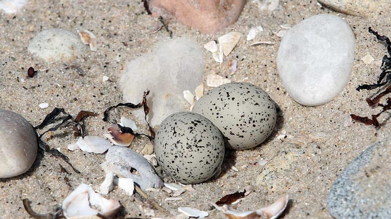 A pair of piping plover eggs.