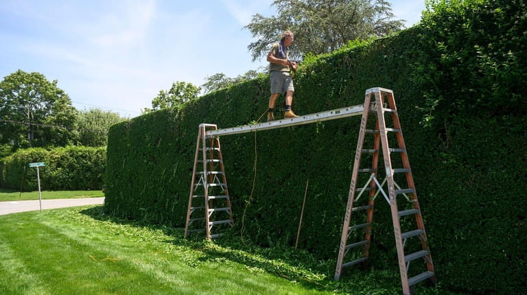 Mark Zaloga from Southampton trims a hedge along Ocean Road in...