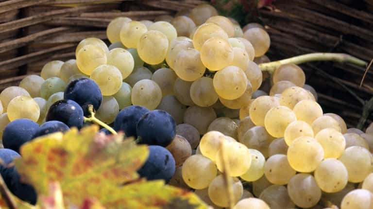 A bounty of grapes from southern Italy.