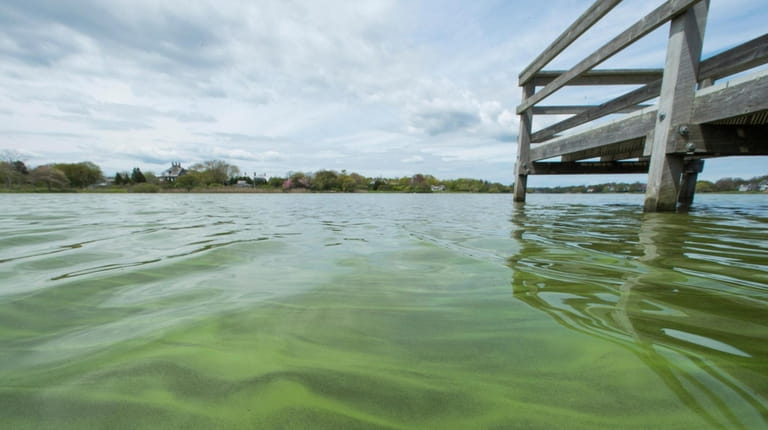 Algae visible on the surface of the water at the...