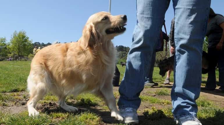 Shelby, a 5-year-old Golden Retriever, walks with her owner, Cindi...