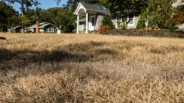 Lawns turn into dry and yellowed grass in Bellport on...