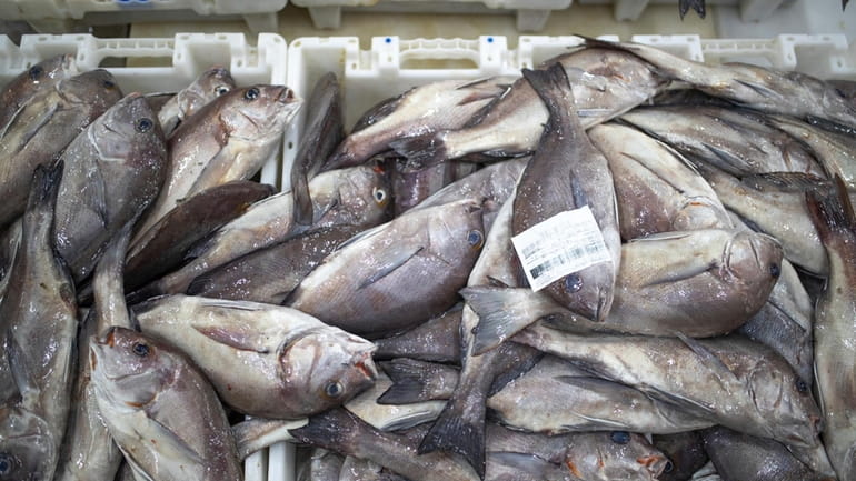 Fish is displayed for merchants inside the main port in...