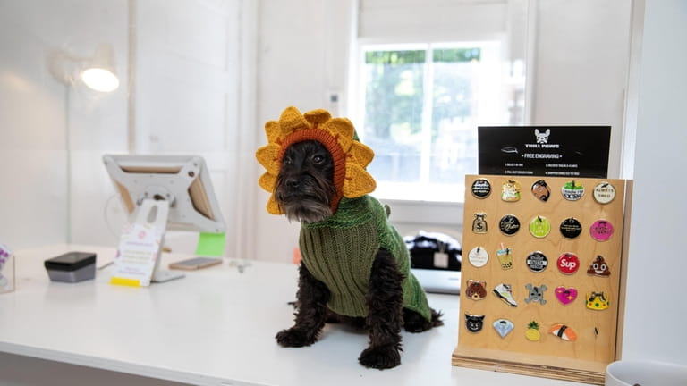 Dog Marmalady wears sunflower halloween costume at Dog & Co...