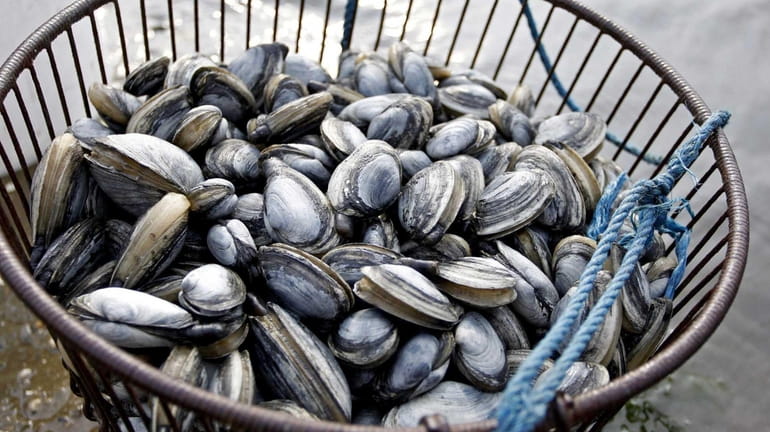 Long Island's imperiled shellfish industry is getting a boost from...
