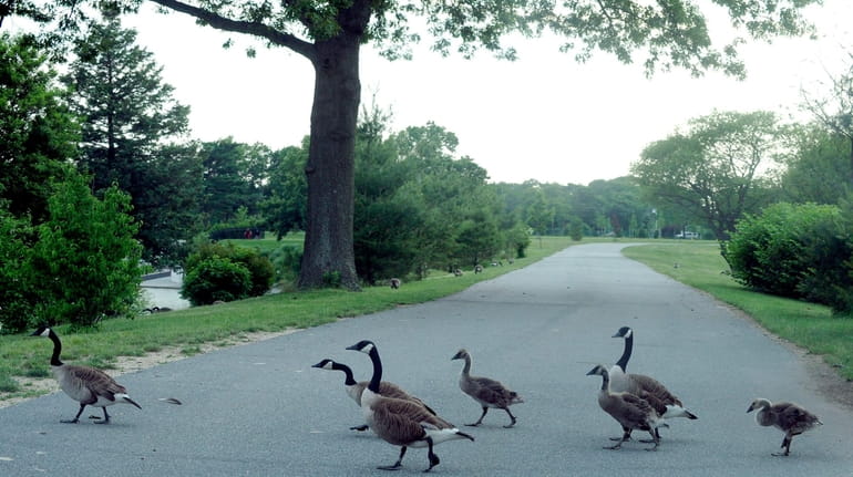  A gaggle of geese cross the road in Eisenhower Park...