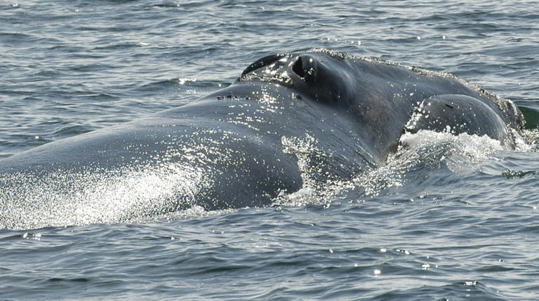 "Snake Eyes," a North Atlantic right whale, swims in the Bay...