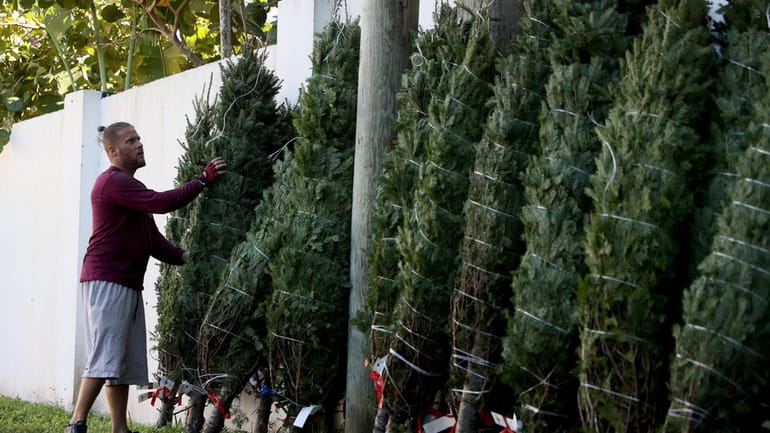 Eddie Besteiro delivers Christmas trees to the Santa's Garden site...