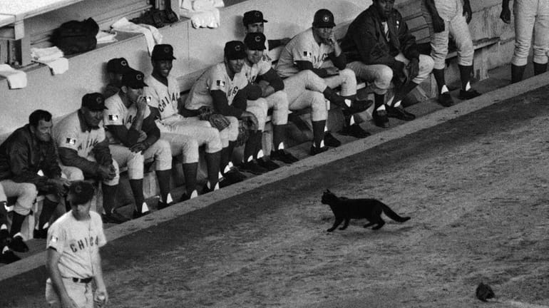A black cat stands in front of the Chicago Cubs...