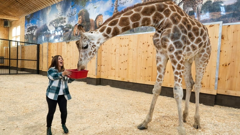 Elisa DiStefano feeds Oliver the giraffe carrots at White Post...