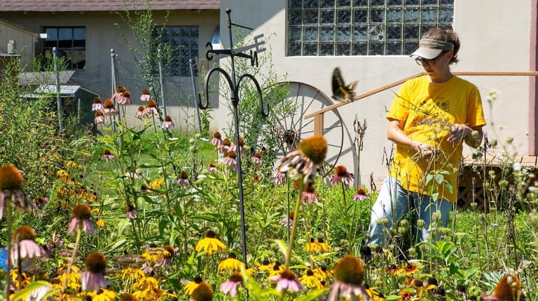 Garden Ministry Manager Heather Ganz-Bolkas of Ronkonkoma, weeds the butterfly...
