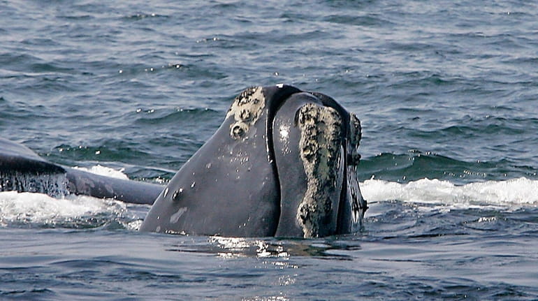 A North Atlantic right whale breaks the ocean surface off...