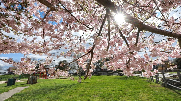The cherry trees that loom over Greenport's Third Street Park...