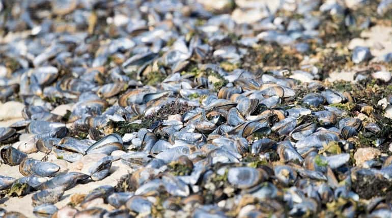 "Hundreds of thousands" of mussels washed up on the shore...